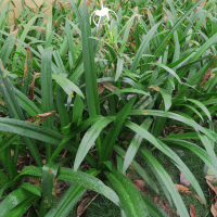 hymenocallis_longipetala1md