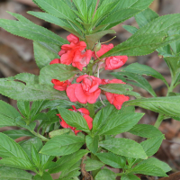 impatiens_balsamina3md