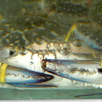 Portunus pelagicus (Étrille bleue)