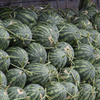 Citrullus lanatus (Pastèque, Melon d'eau)