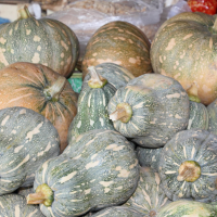 cucurbita_moschata2md (Cucurbita moschata)