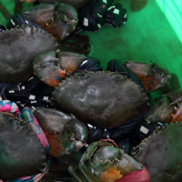 Scylla paramamosain (Crabe (Green mud crab))