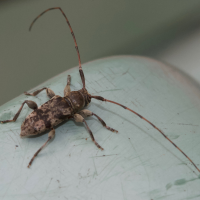 Leiopus nebulosus (Léiope nébuleux)