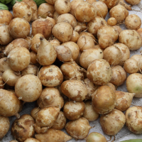 Pachyrhizus erosus (Jicama, Pois patate)