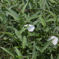 ipomoea_aquatica2md