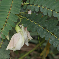 Sesbania grandiflora (Agati nélite, Colibri végétal, Pois antillais)