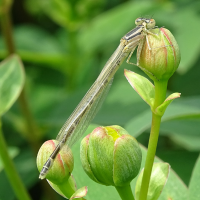 erythromma_lindenii5mv (Erythromma lindenii)