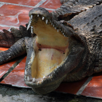 crocodylus_siamensis2md