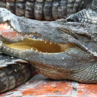 crocodylus_siamensis3bd