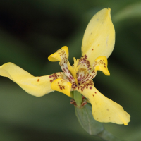 Trimezia steyermarkii (Trimezia, Iris)