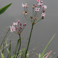 butomus_umbellatus6md (Butomus umbellatus)