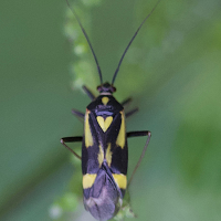 grypocoris_sexguttatus2md