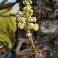 couroupita_guianensis2md (Couroupita guianensis)