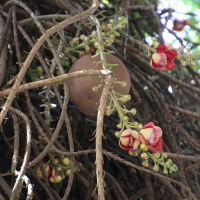 couroupita_guianensis4md (Couroupita guianensis)