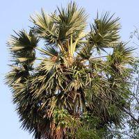 Borassus flabellifer (Palmier de Palmyre, Palmier à sucre)