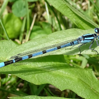 enallagma_cyathigerum10mv (Enallagma cyathigerum)