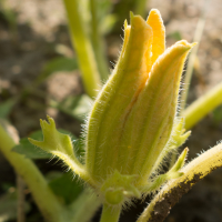 cucurbita_moschata3cd (Cucurbita moschata)