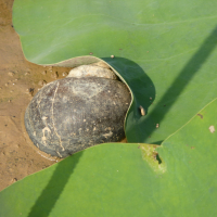 Pomacea caniculata (Escargot)