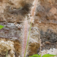 setaria_parviflora2bd (Setaria parviflora)