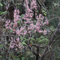 Cassia grandis (Casse, 'Pink shower')