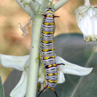 danaus_chrysippus_ch1md (Danaus chrysippus)