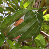 Oecophylla smaragdina (Fourmi tisserande)