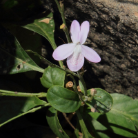 Pseuderanthemum crenulatum (Pseuderanthemum)