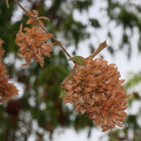 Getonia floribunda (Ukshi, 'Paper flower Climber')