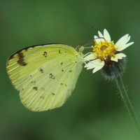 eurema_sari_sodalis2bd