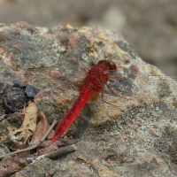 crocothemis_servilia3bd (Crocothemis servilia)