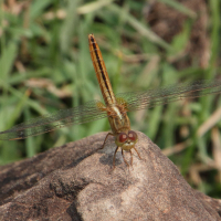 crocothemis_servilia4md