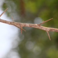 feroniella_lucida3md