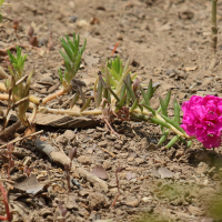 portulaca_gra-diflora7bd