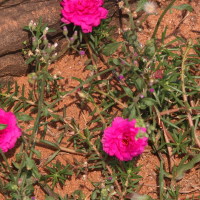 portulaca_grandiflora9md