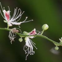 capparis_micracantha2mdjpg (Capparis micracantha)