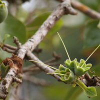 careya_arborea1bd (Careya arborea)