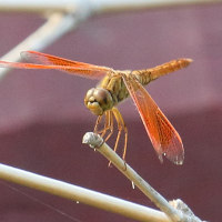 brachythemis_contaminata2bd (Brachythemis contaminata)