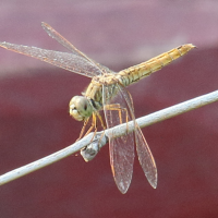 brachythemis_contaminata3bd