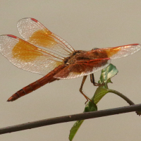 brachythemis_contaminata4bd