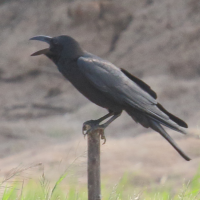 corvus_macrorhynchos2bd (Corvus macrorhynchos)