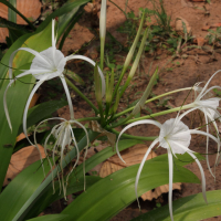 hymenocallis_longipetala3md