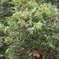 Syzygium claviflorum (Syzygium)
