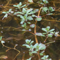 ludwigia_adscendens2bd