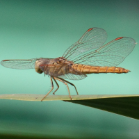 brachythemis_contaminata5md