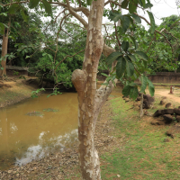 lagerstroemia_floribunda1md