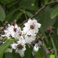 Lagerstroemia floribunda (Lilas des Indes, Lilas Thaï)