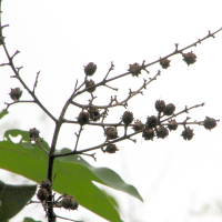 lagerstroemia_floribunda4md