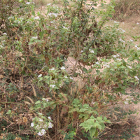 chromolaena_odorata4md (Chromolaena odorata)