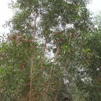 acacia_mangium11md (Acacia mangium)