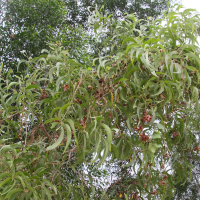 acacia_mangium8md (Acacia mangium)